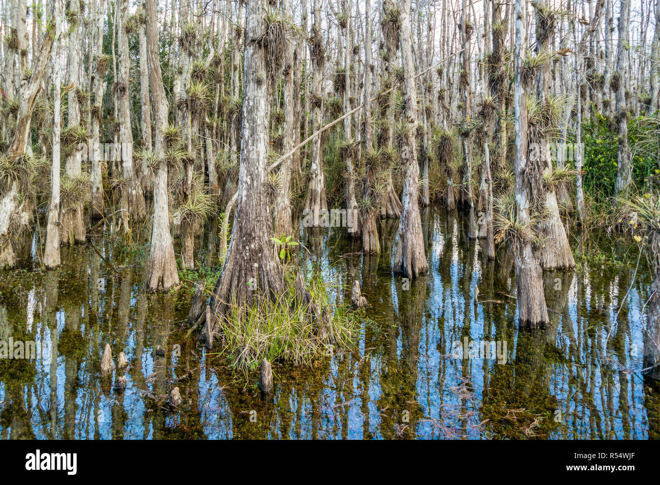 Sumpf mit Teich Zypressen entlang der Loop Road in Big Cypress National Preserve, Everglades, Florida, USA Stockfoto