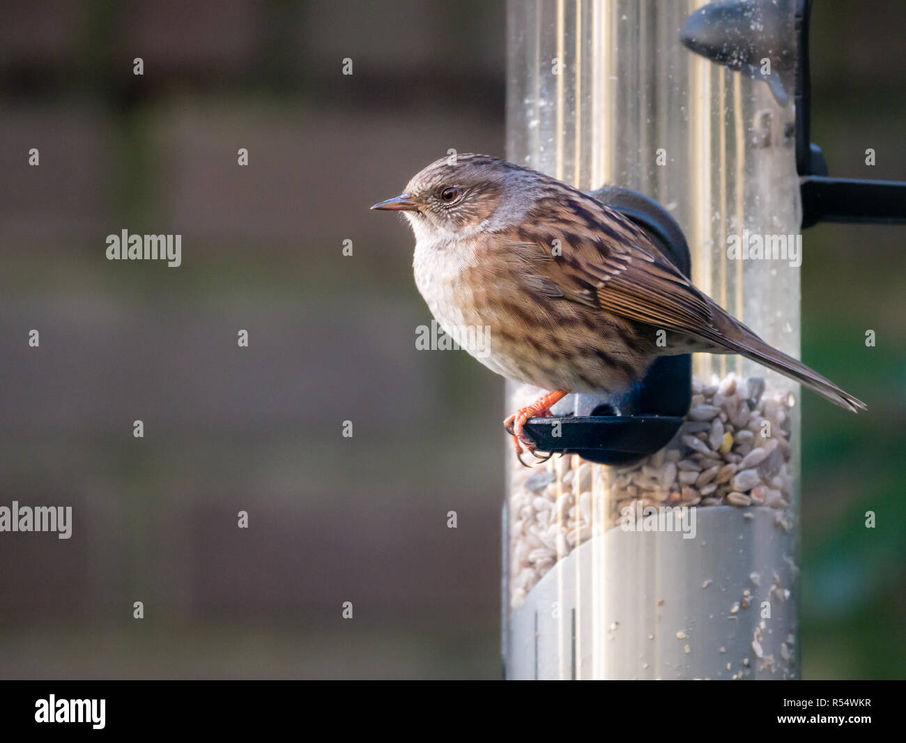 Nach dunnock, Phasianus colchicus, saßen und vor dem Essen vom Rohr birdfeeder mit Samen Stockfoto