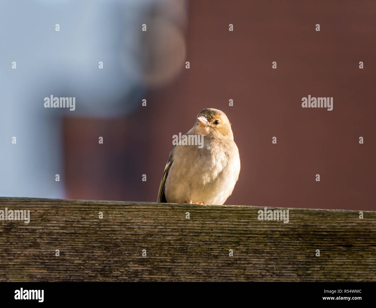 Erwachsene Frau gemeinsame Buchfink, Fringilla coelebs, auf Holzbalken im Sonnenschein im Winter gehockt, Niederlande Stockfoto
