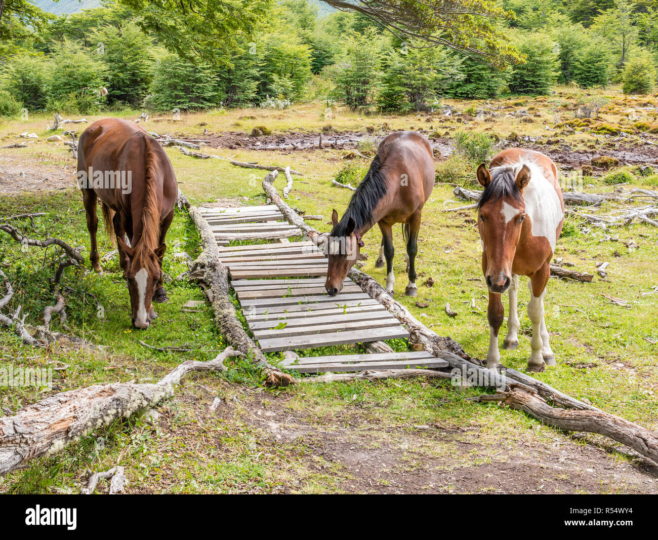 Drei Pferde in Cerro Alarken Naturschutzgebiet in Ushuaia, Feuerland, Patagonien, Argentinien Stockfoto