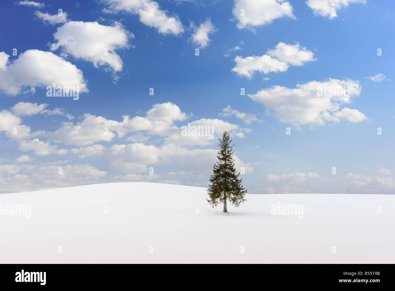 Biei, Japan am Weihnachtsbaum. Stockfoto