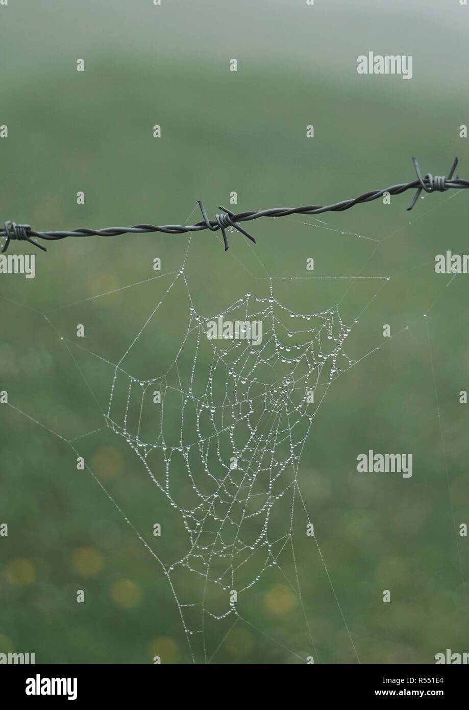 Spinnennetz am Zaun Stockfoto