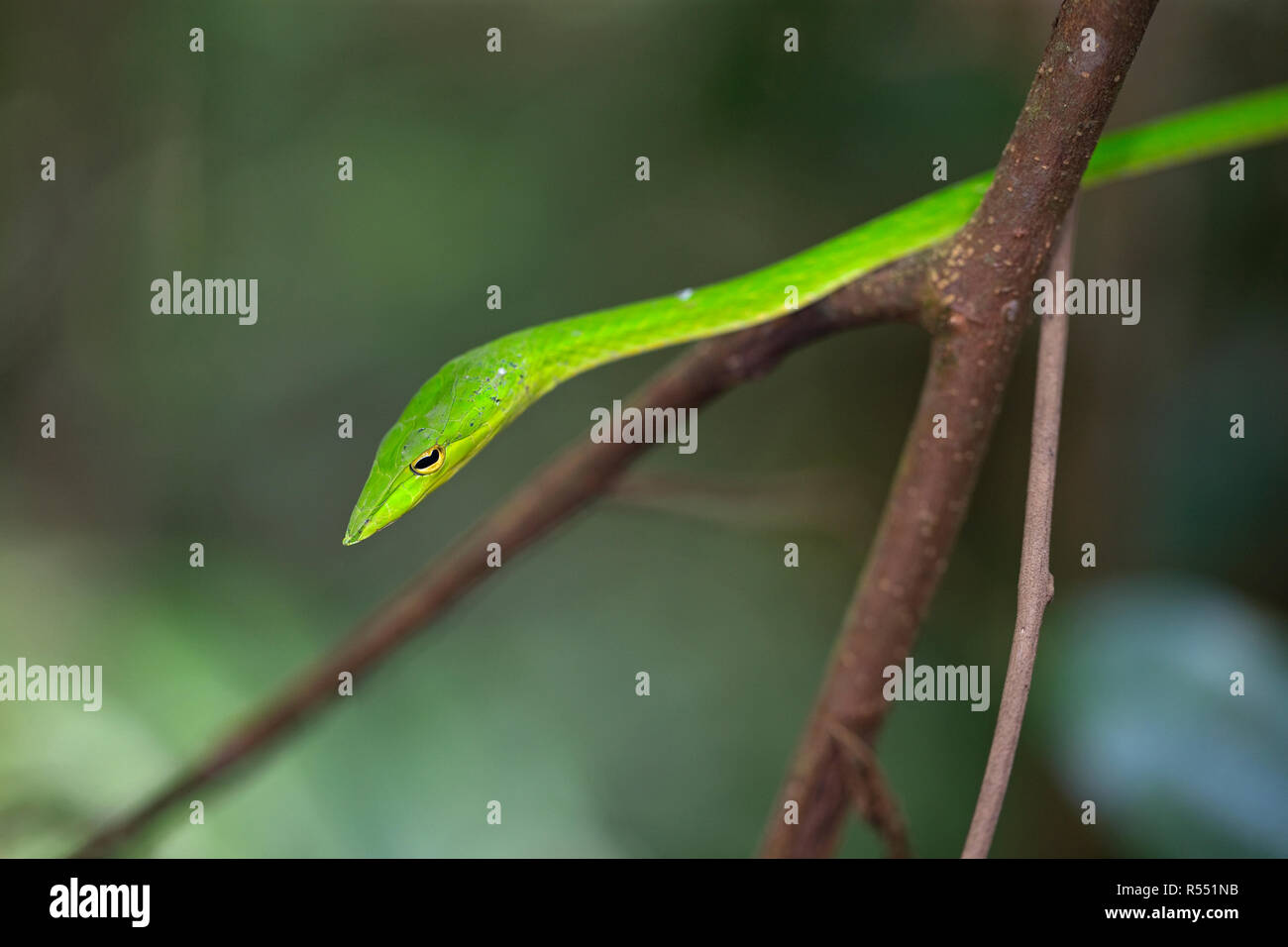 Grüne Ranke Schlange (Ahaetulla Nasuta) Stockfoto