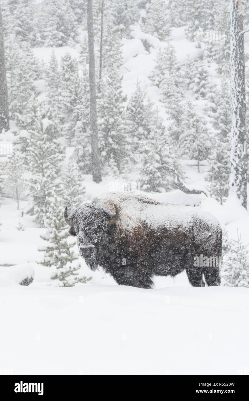 Bison/Amerikanischer Bison (Bison bison) im Winter, alte Stier mit Schnee während starker Schneefall bedeckt, in typischen Umgebung Yellowstone Stockfoto