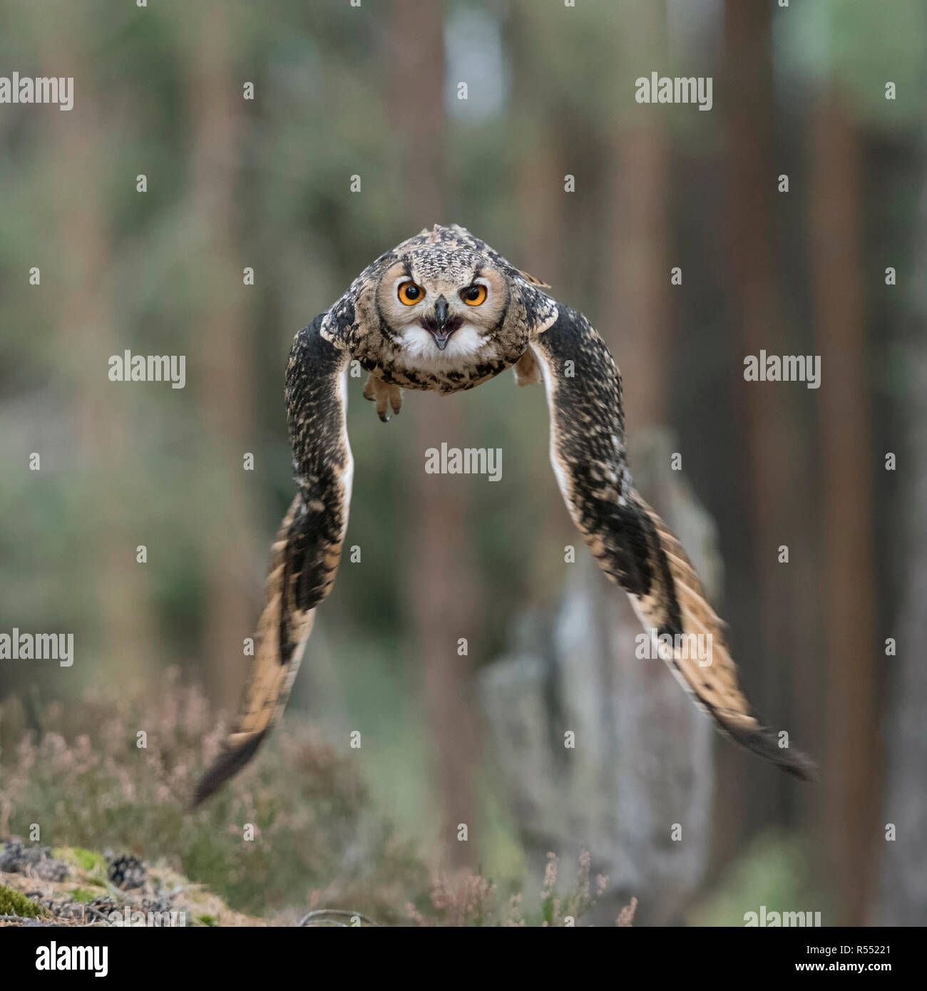 Indische Eagle-Owl/Rock/Eagle-Owl Bengalenuhu (Bubo Bengalensis) im Flug durch den Wald, Aufruf, dynamische frontal geschossen, helle Augen. Stockfoto