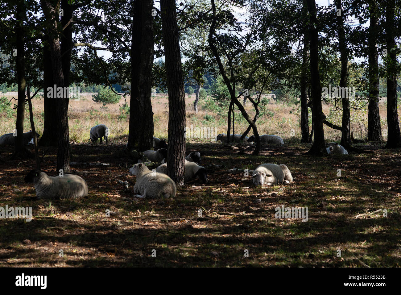 Schafe Ausruhen im Schatten der Bäume, Leenderheide, Nordbrabant, Niederlande Stockfoto