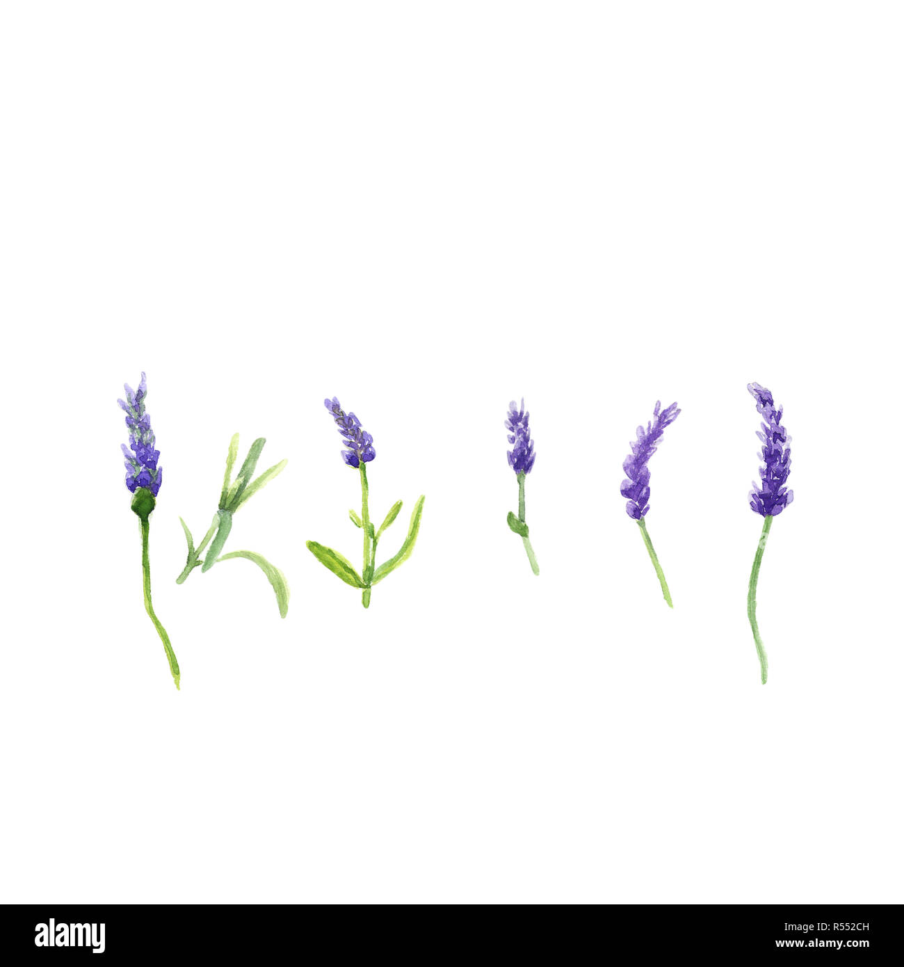Lavendelblüten in einem Aquarell Stil isoliert, Aquarell botanischer Illustration auf Weiß. Stockfoto
