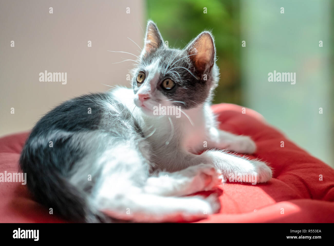 Cute Baby Katze Portrait zu Hause Stockfoto