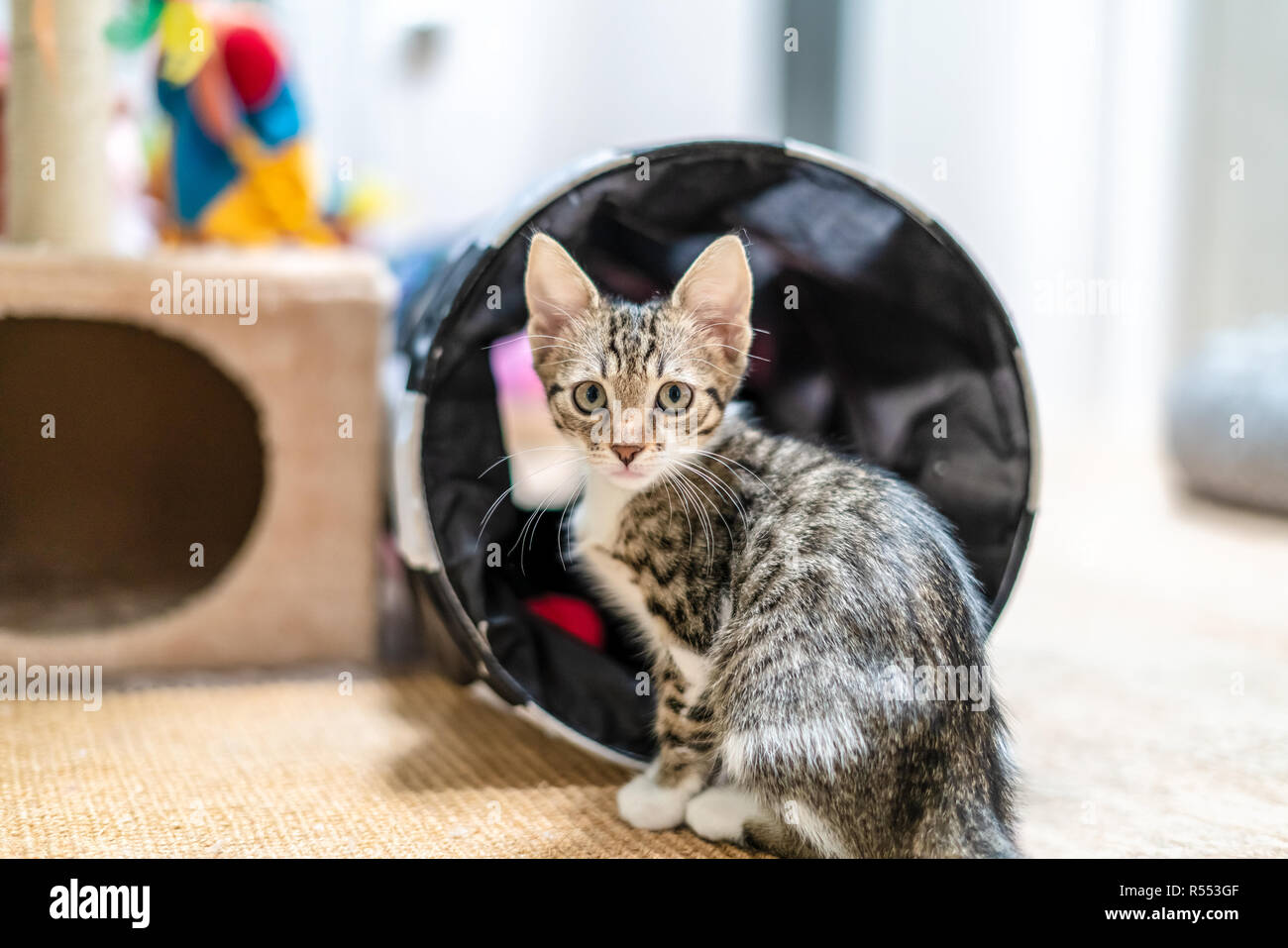 Cute Baby Katze Portrait zu Hause Stockfoto