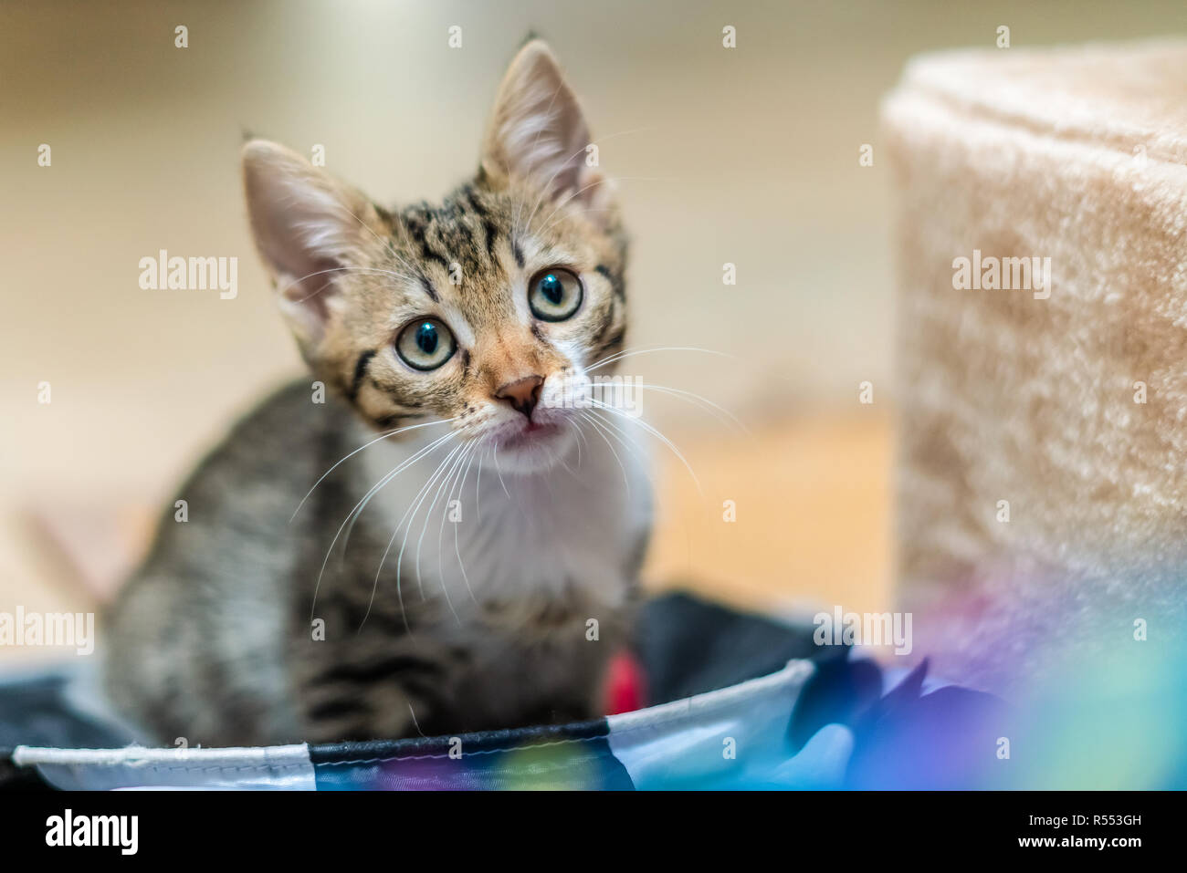 Cute Baby Katze Portrait zu Hause Stockfoto