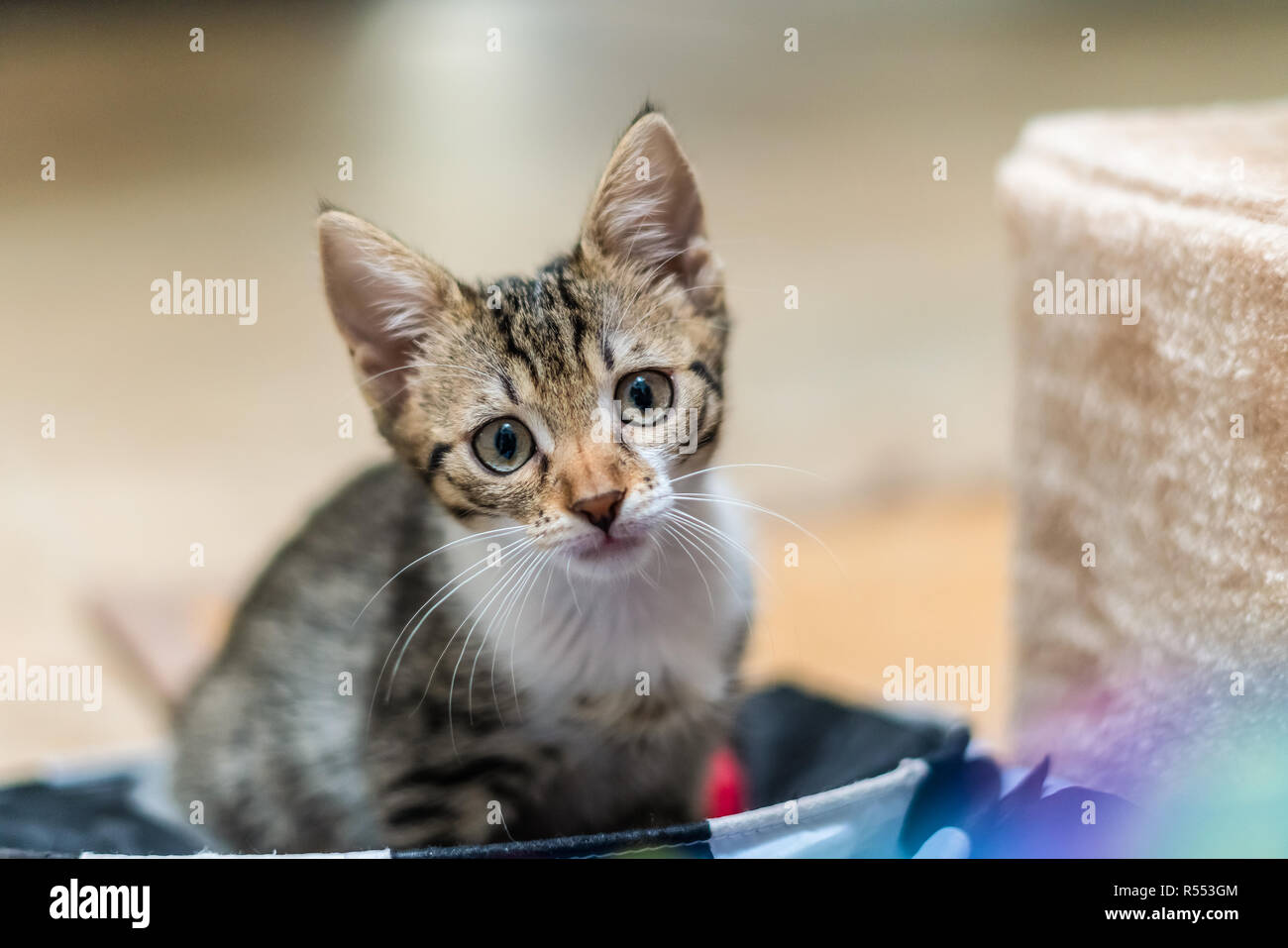 Cute Baby Katze Portrait zu Hause Stockfoto