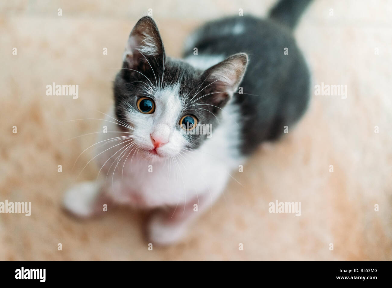 Cute Baby Katze Portrait zu Hause Stockfoto