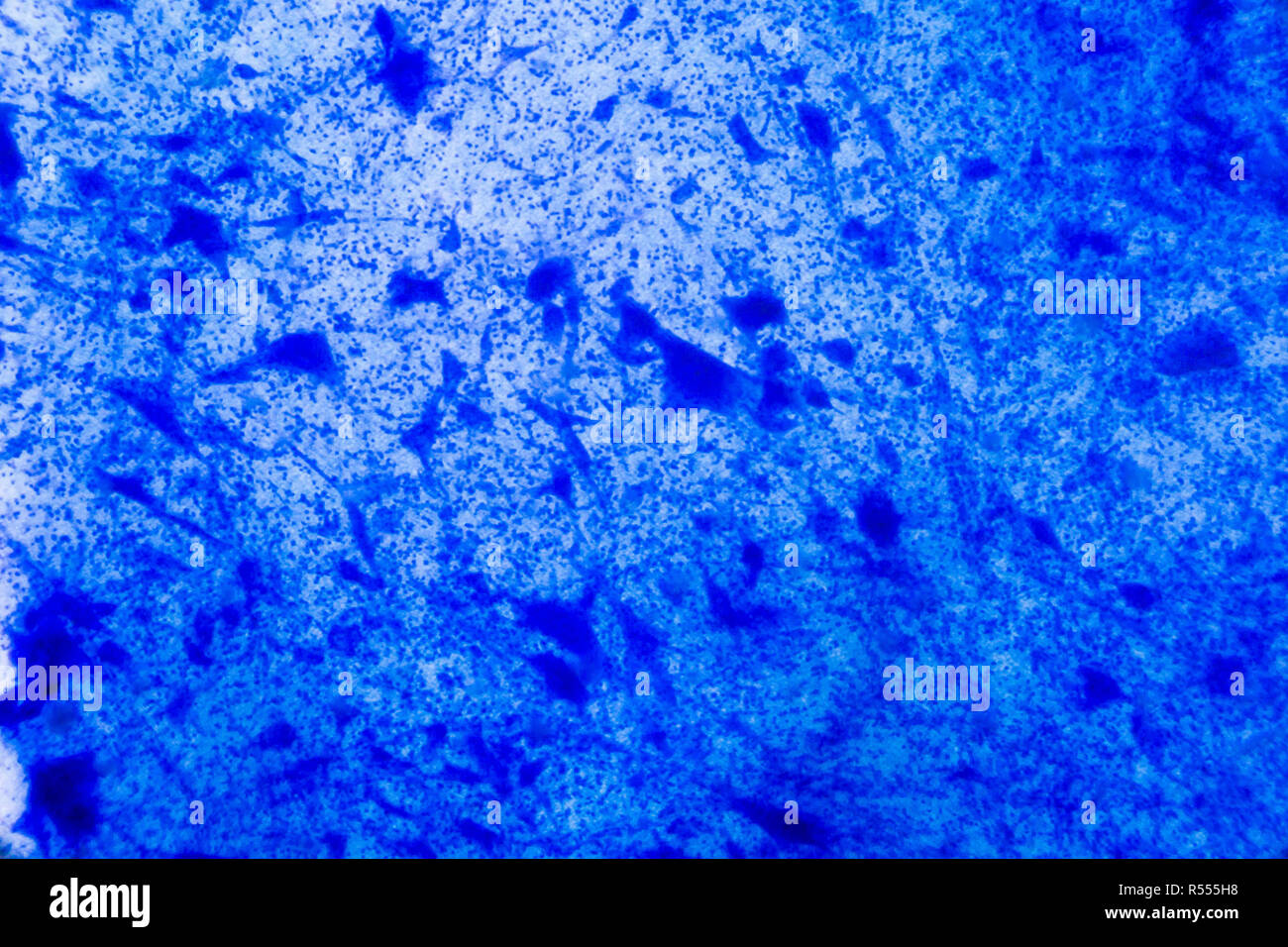 Nervenzellen unter dem Mikroskop - Abstrakte blaue Punkte auf weißem Hintergrund Stockfoto