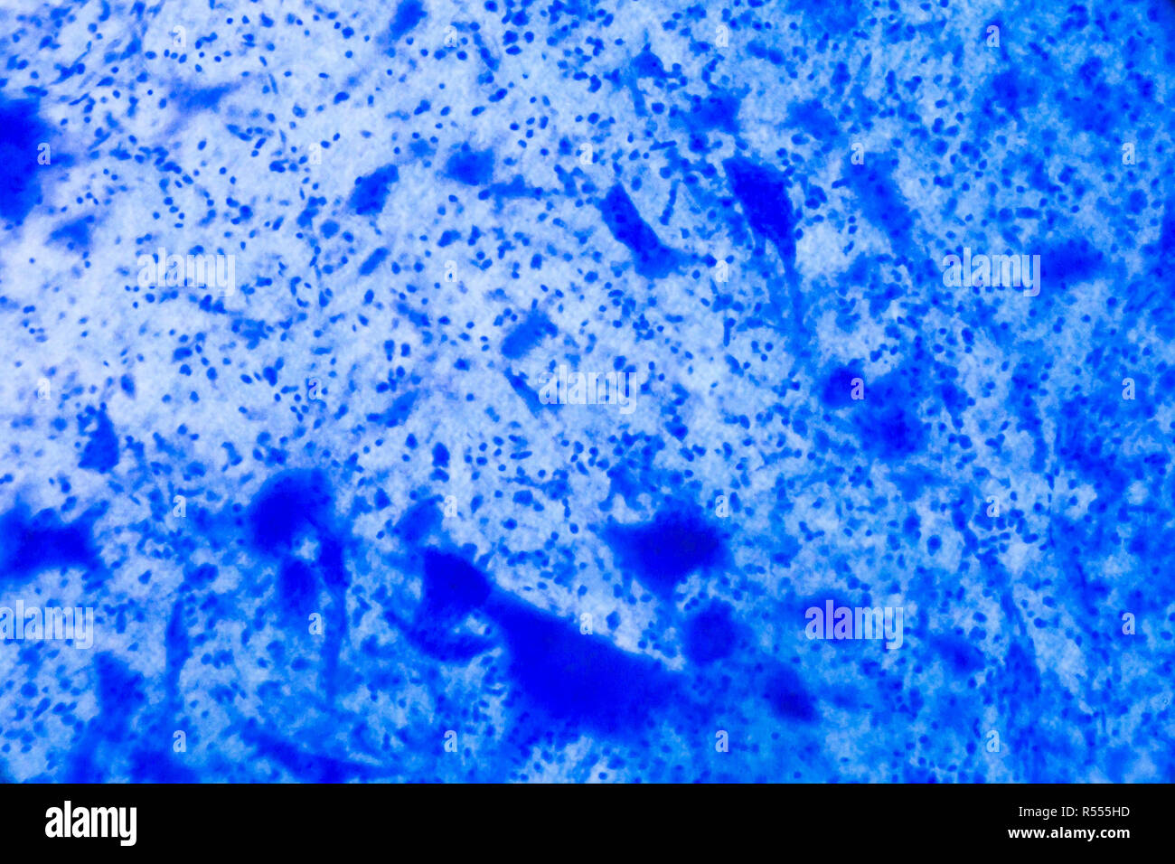 Nervenzellen unter dem Mikroskop - Abstrakte blaue Punkte auf weißem Hintergrund Stockfoto