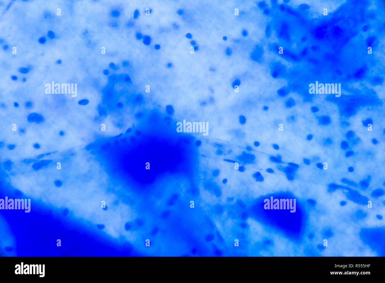 Nervenzellen unter dem Mikroskop - Abstrakte blaue Punkte auf weißem Hintergrund Stockfoto