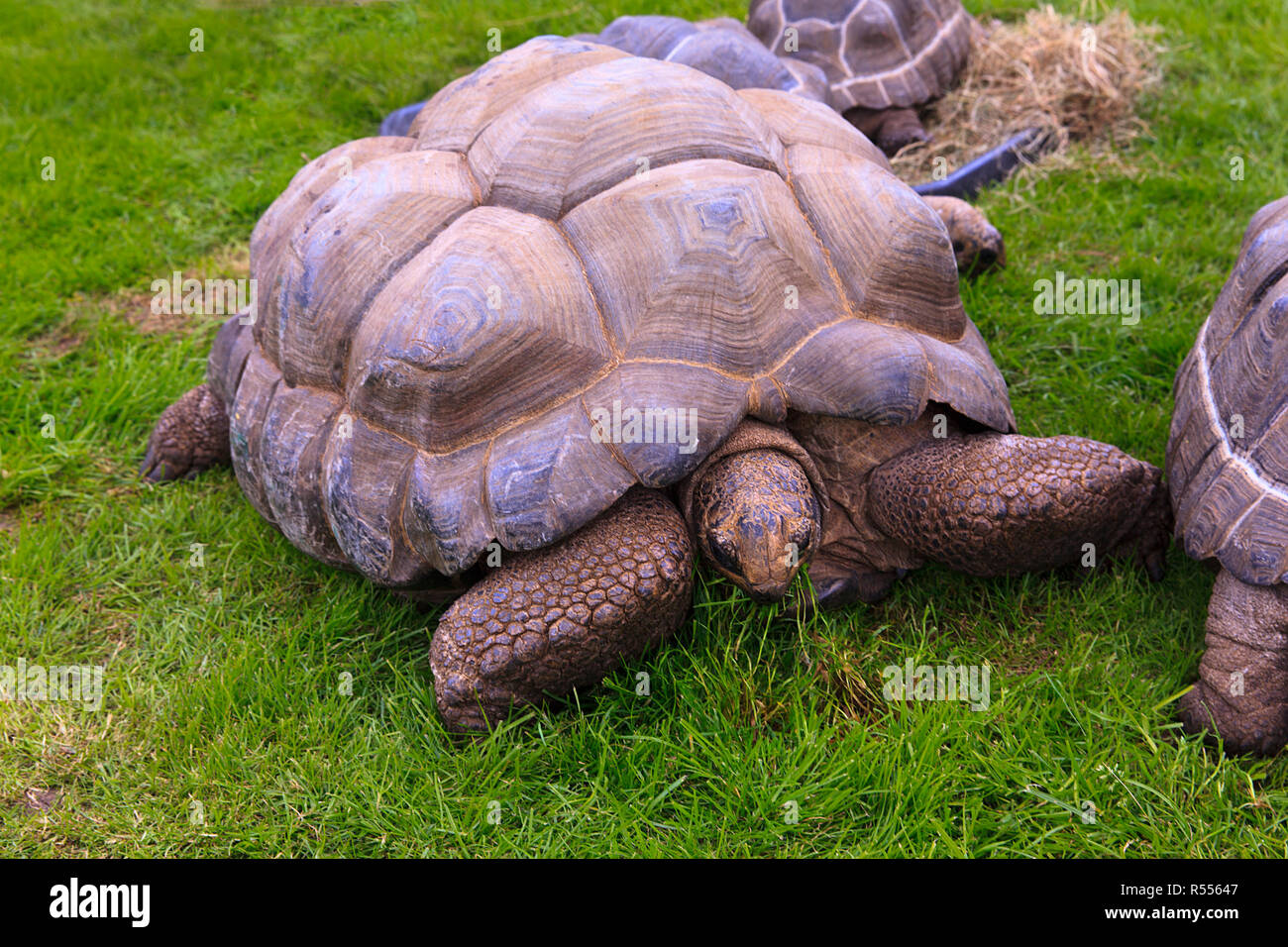 Riesenschildkröte essen Gras auf Anzeige an Wrangle zeigen Lincolnshire Stockfoto