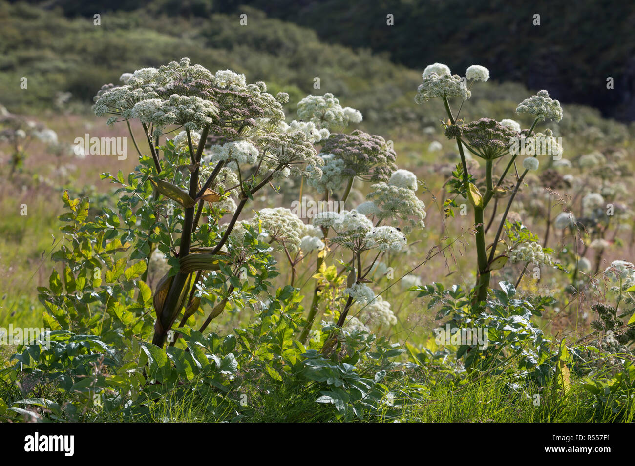 Arznei-Engelwurz, Echte Engelwurz Angelica archangelica, Erzengel, Garten Angelica, Heiliger Geist, wilde Sellerie, Norwegischer Angelica, L'Angélique vraie, Stockfoto