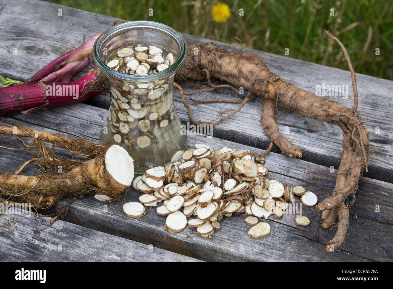 Arznei-Engelwurz, Echte Engelwurz, Wurzeln, Wurzel, Wurzeltinktur, Tinktur, Tinkturen, alkoholischer Auszug, Angelica archangelica, Erzengel, Garten Stockfoto