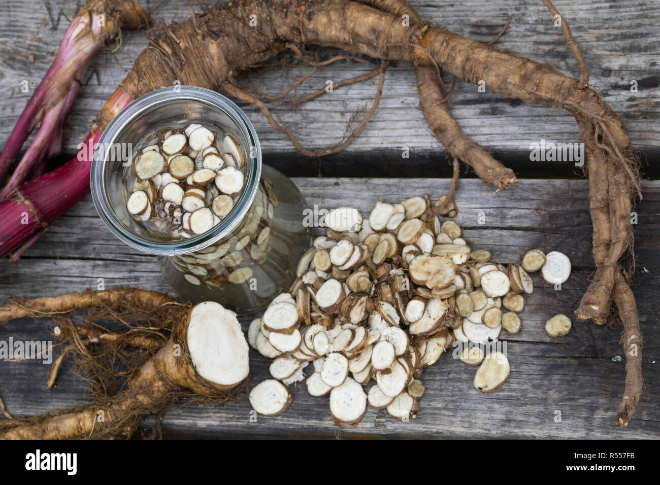 Arznei-Engelwurz, Echte Engelwurz, Wurzeln, Wurzel, Wurzeltinktur, Tinktur, Tinkturen, alkoholischer Auszug, Angelica archangelica, Erzengel, Garten Stockfoto
