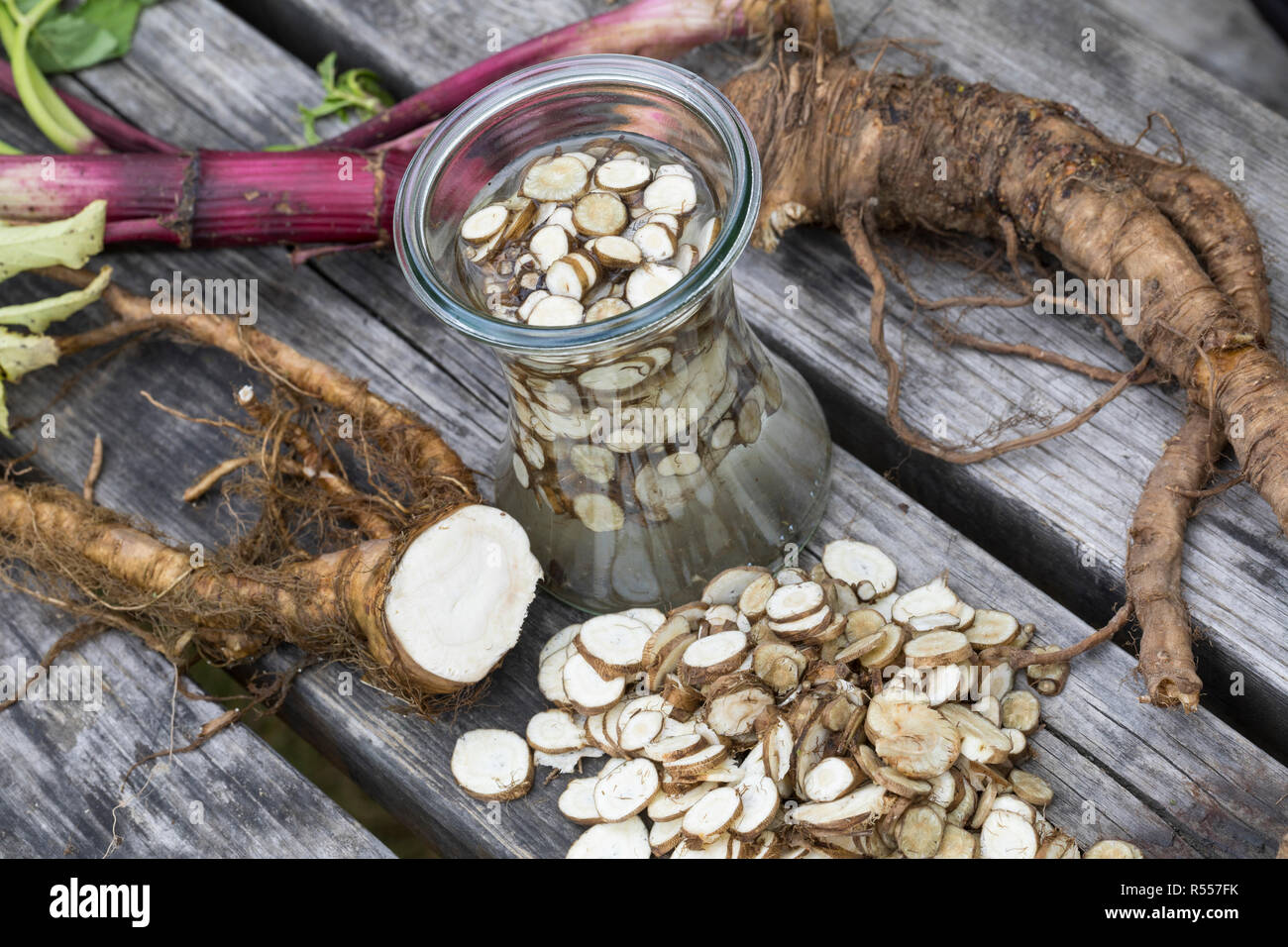 Arznei-Engelwurz, Echte Engelwurz, Wurzeln, Wurzel, Wurzeltinktur, Tinktur, Tinkturen, alkoholischer Auszug, Angelica archangelica, Erzengel, Garten Stockfoto