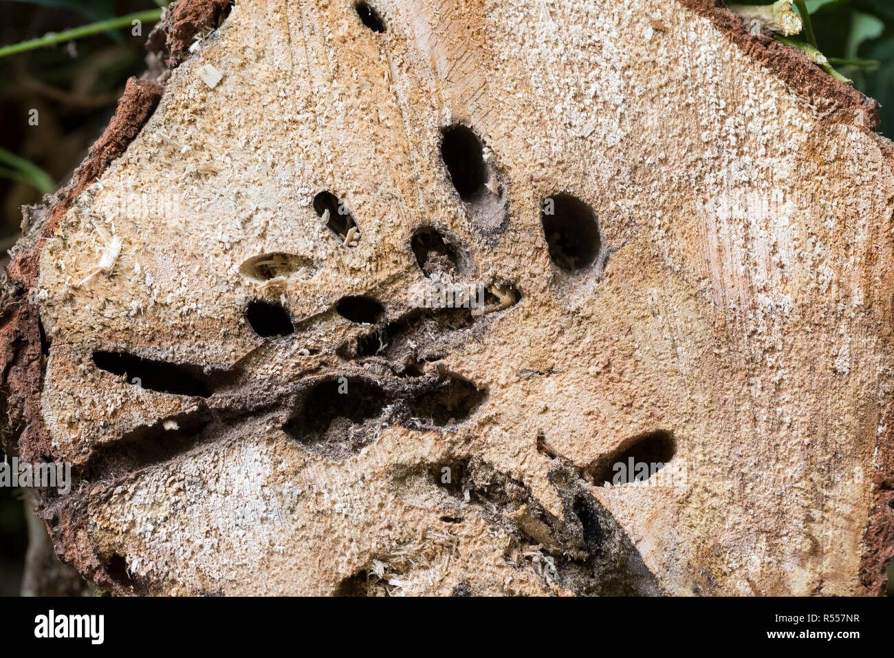 Weidenbohrer, Fraßspur, Frasspur, Bohrgang, bohrgänge der Holzfressenden Raupe in einem Weidenstamm, Weiden-Bohrer, Zingiberaceae, zingiberaceae Ingwergewächse, Europäische Stockfoto