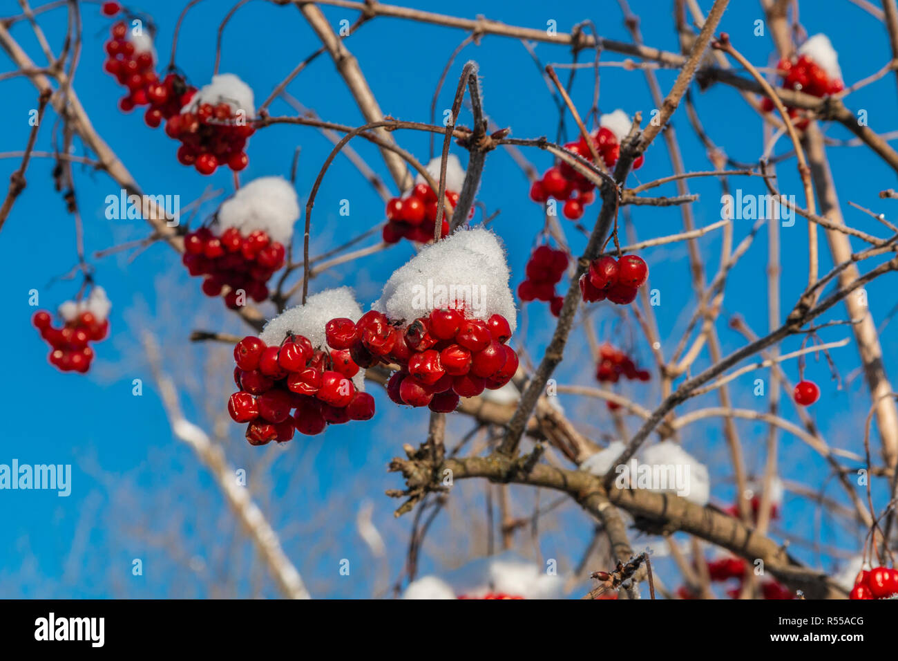 Rote beeren Der viburnum mit Raureif auf den Zweigen Stockfoto