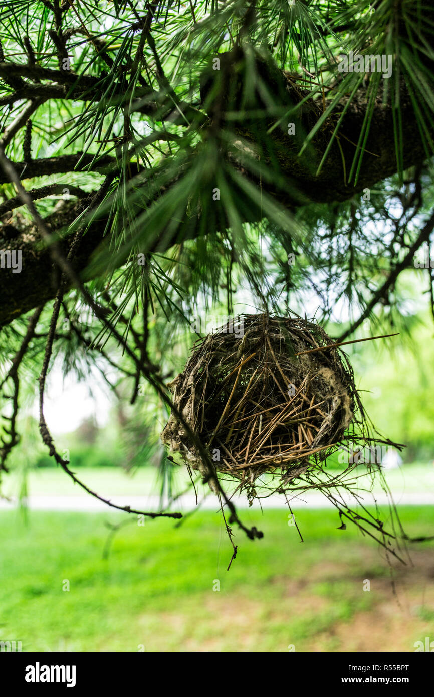 Kleiner Vogel Nest hinter sich gelassen auf der Kiefer in den Park. Oder vielleicht immer noch im Bau. Stockfoto
