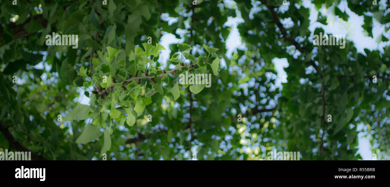 Ginkgo biloba Baum und ihren schön geformten grüne Blätter Stockfoto