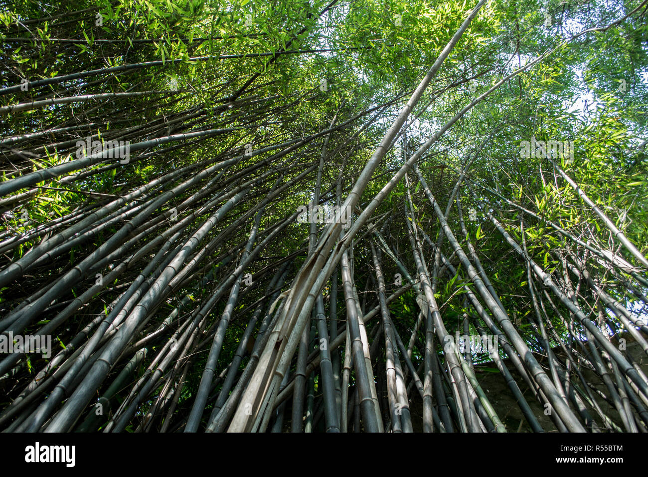 Schwarz und regelmäßige Zen Bambus Wald im nördlichen Italien Stockfoto