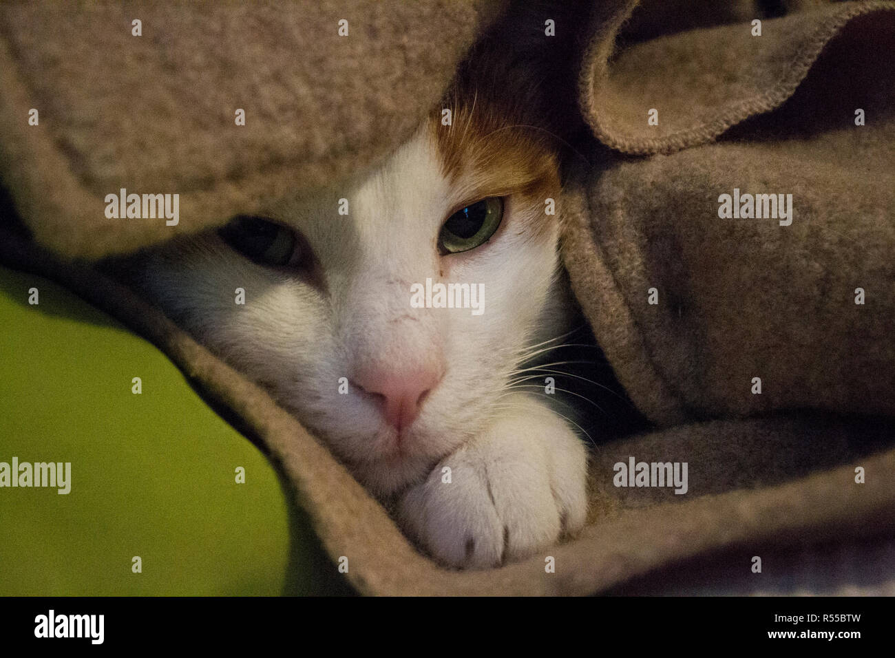 Artur, unsere Katze versteckt sich in den beigefarbenen Wolljacke Stockfoto