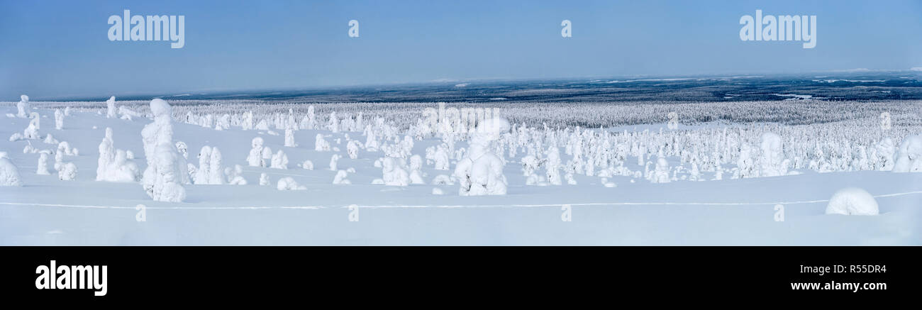 Ein Schnee gebackene Tykkylumi Wald im Nationalpark Riisitunturi Fichte in der Nähe von Ruka im finnischen Lappland. Intensive minus 25 C kalt und eine beißende Wind. Stockfoto