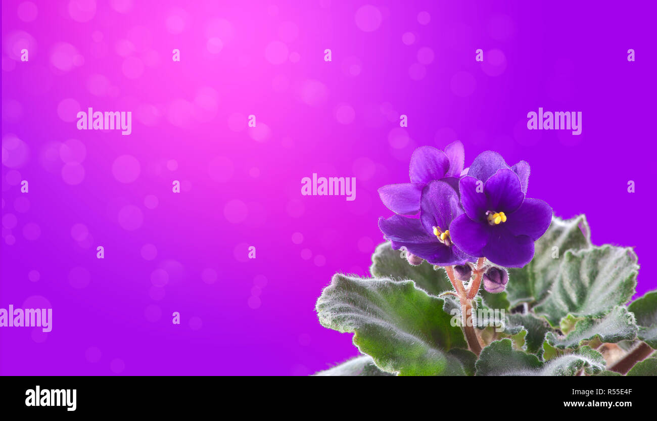 Violette Blüte auf lila bokeh Hintergrund Stockfoto