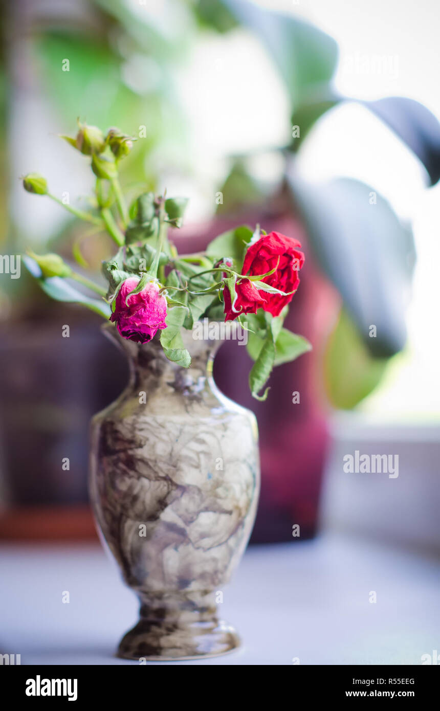 Verwelkte Rose in einer Vase Stockfoto