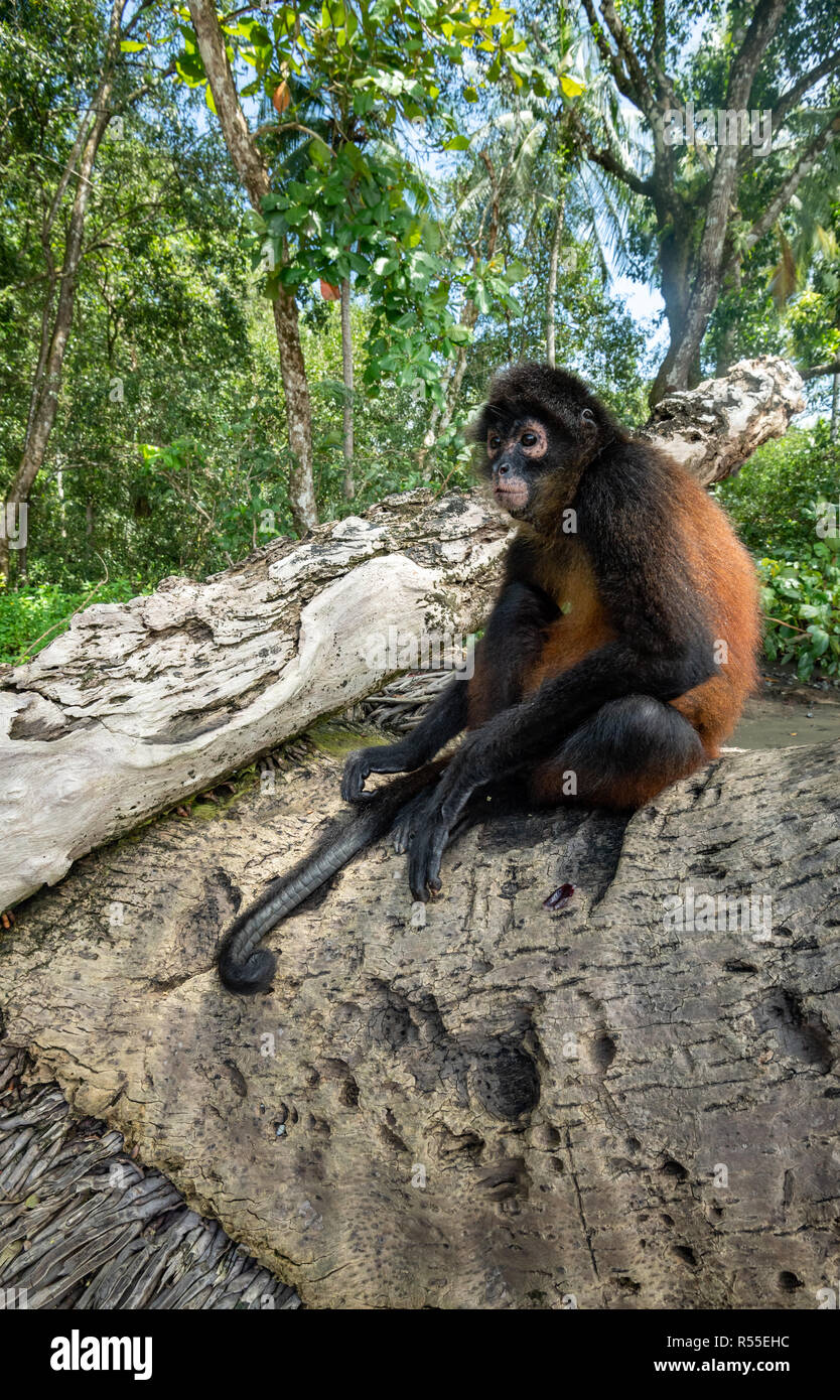 Spider Monkey in Costa Rica Stockfoto