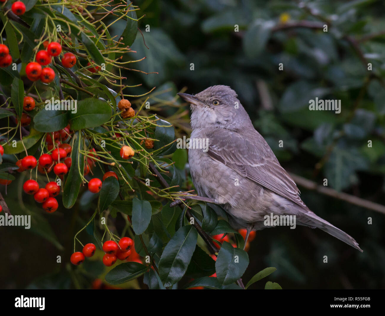 Gesperrt warbler Essen Beeren Stockfoto