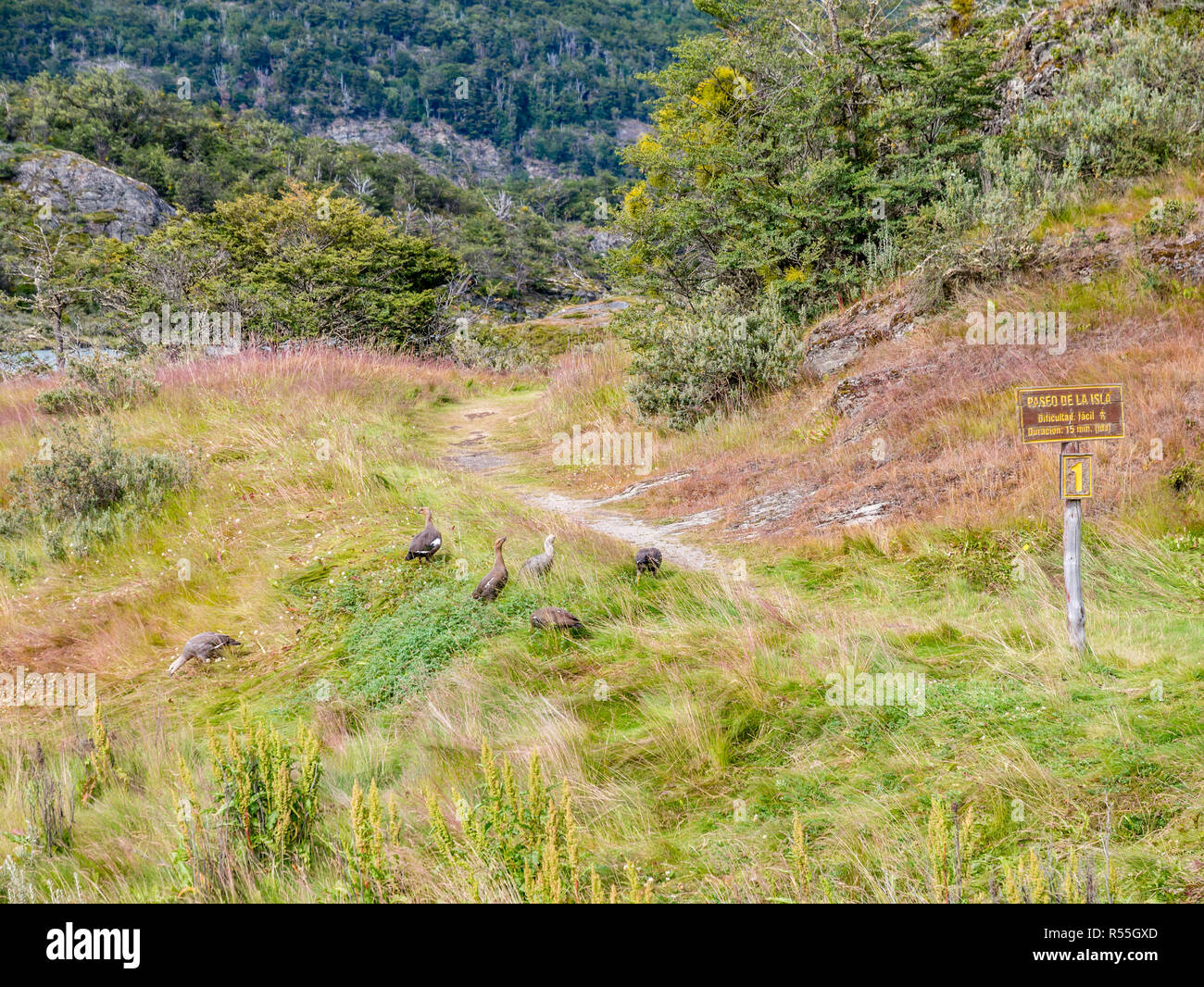 Spur der Insel wandern, Paseo de la Isla, und Berggebieten oder Magellan Gänse in Tierra del Fuego National Park, Patagonien, Argentinien Stockfoto