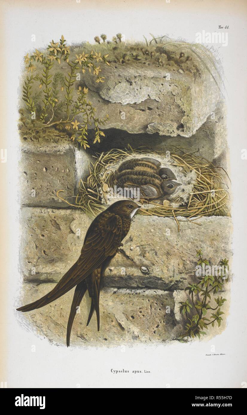 Cypselus Apus. Der Mauersegler. Storia Naturale degli Uccelli che nidificano in der Lombardei, ad illustrazione della raccolta ornitologica dei Fratelli Ercole ed Ernesto Turati... Con tavole litografate e colorate, prese dal Vero da O. Dressler. [Naturgeschichte der Vögel, Nest in der Lombardei, die ornithologische Sammlung der Brüder Ercole und Ernesto Turati zu illustrieren... Mit Tabellen und farbigen Lithographierten, aus dem Leben von O. Dressler.] genommen. Milano 1865, 71. Quelle: 1822. C.6 Vol. II Platte 44. Sprache: Italienisch. Stockfoto
