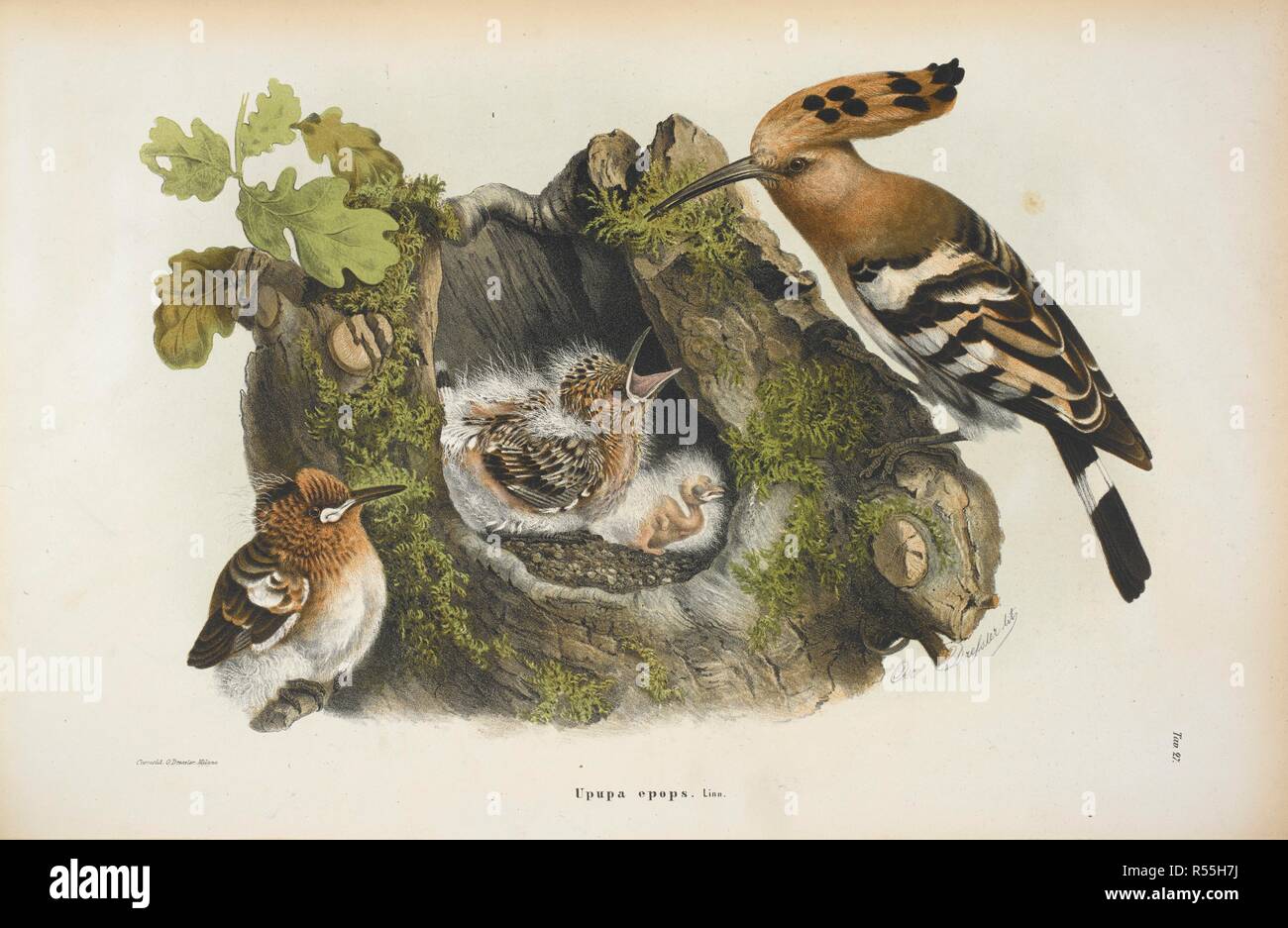 Upupa epops. Der Wiedehopf. Storia Naturale degli Uccelli che nidificano in der Lombardei, ad illustrazione della raccolta ornitologica dei Fratelli Ercole ed Ernesto Turati... Con tavole litografate e colorate, prese dal Vero da O. Dressler. [Naturgeschichte der Vögel, Nest in der Lombardei, die ornithologische Sammlung der Brüder Ercole und Ernesto Turati zu illustrieren... Mit Tabellen und farbigen Lithographierten, aus dem Leben von O. Dressler.] genommen. Milano 1865, 71. Quelle: 1822. C.6 Vol. II Platte 27. Sprache: Italienisch. Stockfoto