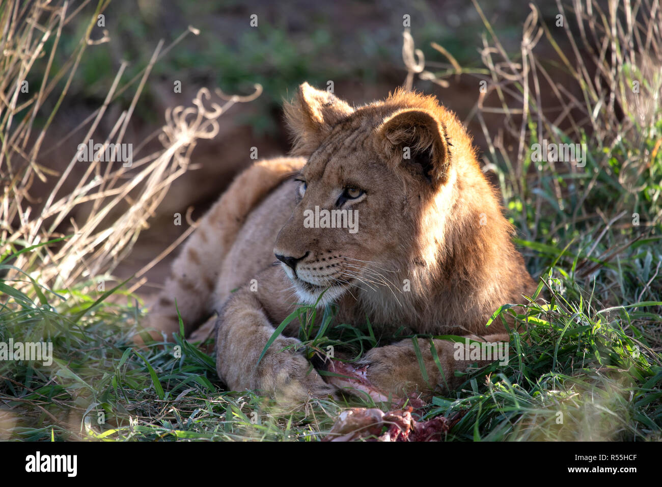 Löwe Panthera leo Ausruhen nach einem Feed am Ende des Tages, wie die Sonne in Südafrika Stockfoto