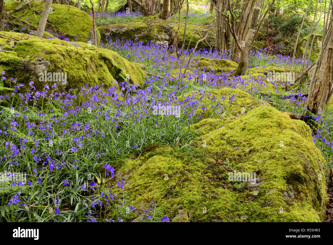 Blue Bells im Parc Gelli Holz nahe Tregarth im Norden von Wales, die Teil des Parc Gelli Hütte Gruppe und alten Feldern Geplante alten Denkmal. Stockfoto