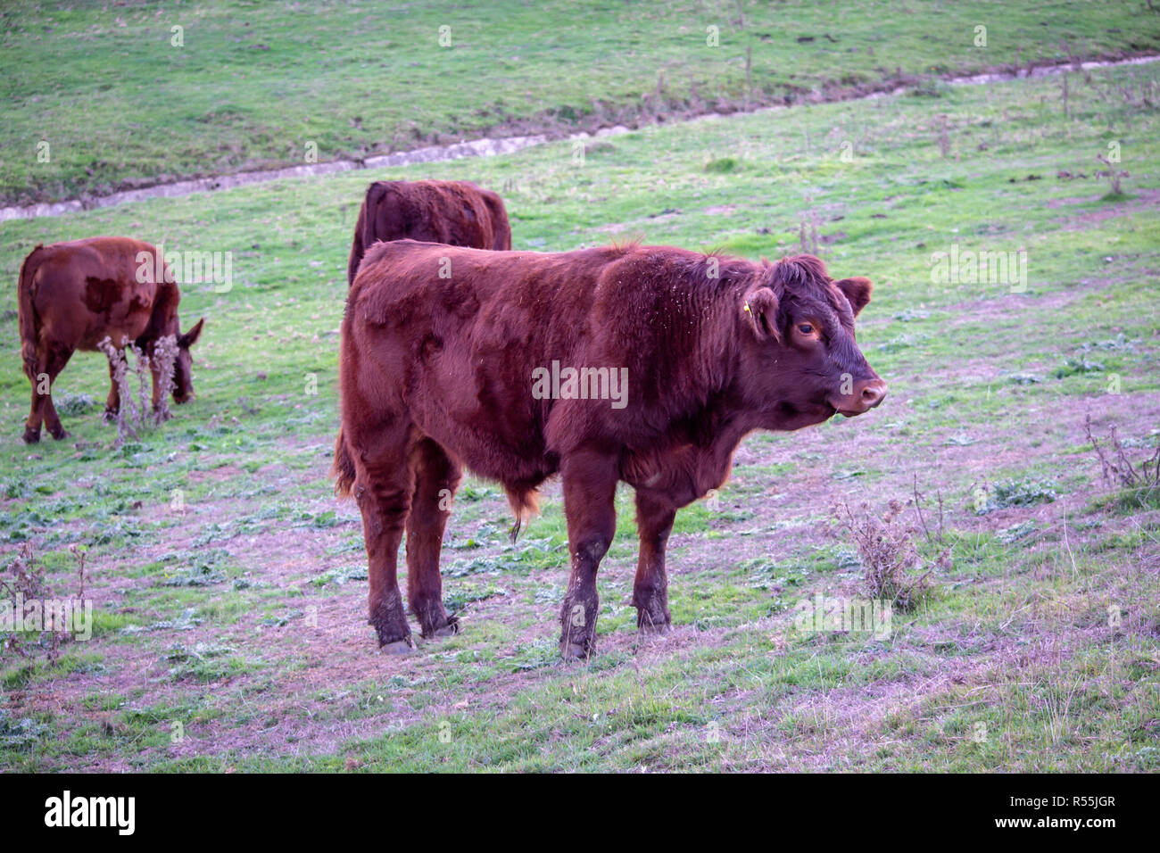 Sussex Rinder, eine alte Rasse aus den Weald von Sussex in einem Feld. Stockfoto