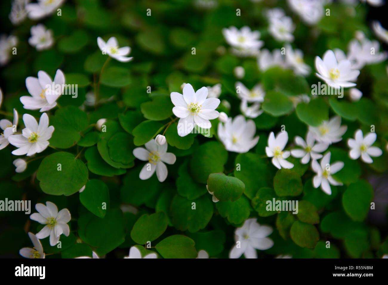 Anemonella thalictroides, weiß, Blumen, Stauden, Schatten, Schatten, schattig, Holz, Wald, Pflanze, Blüte, RM Floral Stockfoto