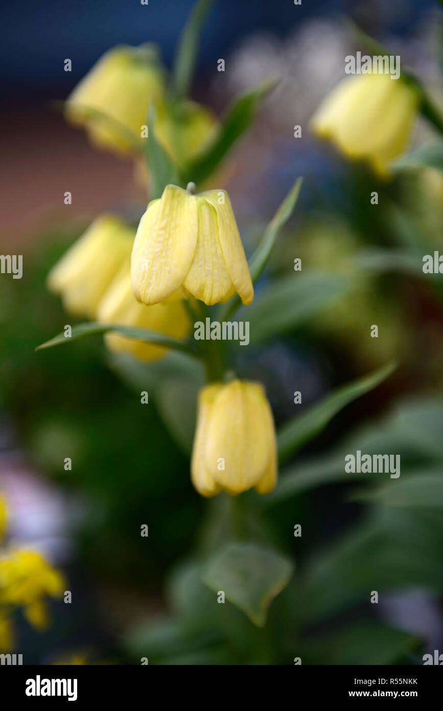 Fritillaria pallidiflora, sibirische fritillary, gelben, schalenförmigen Blüten, glockenförmigen Blüten, Blume, fritillaries, RM Floral Stockfoto