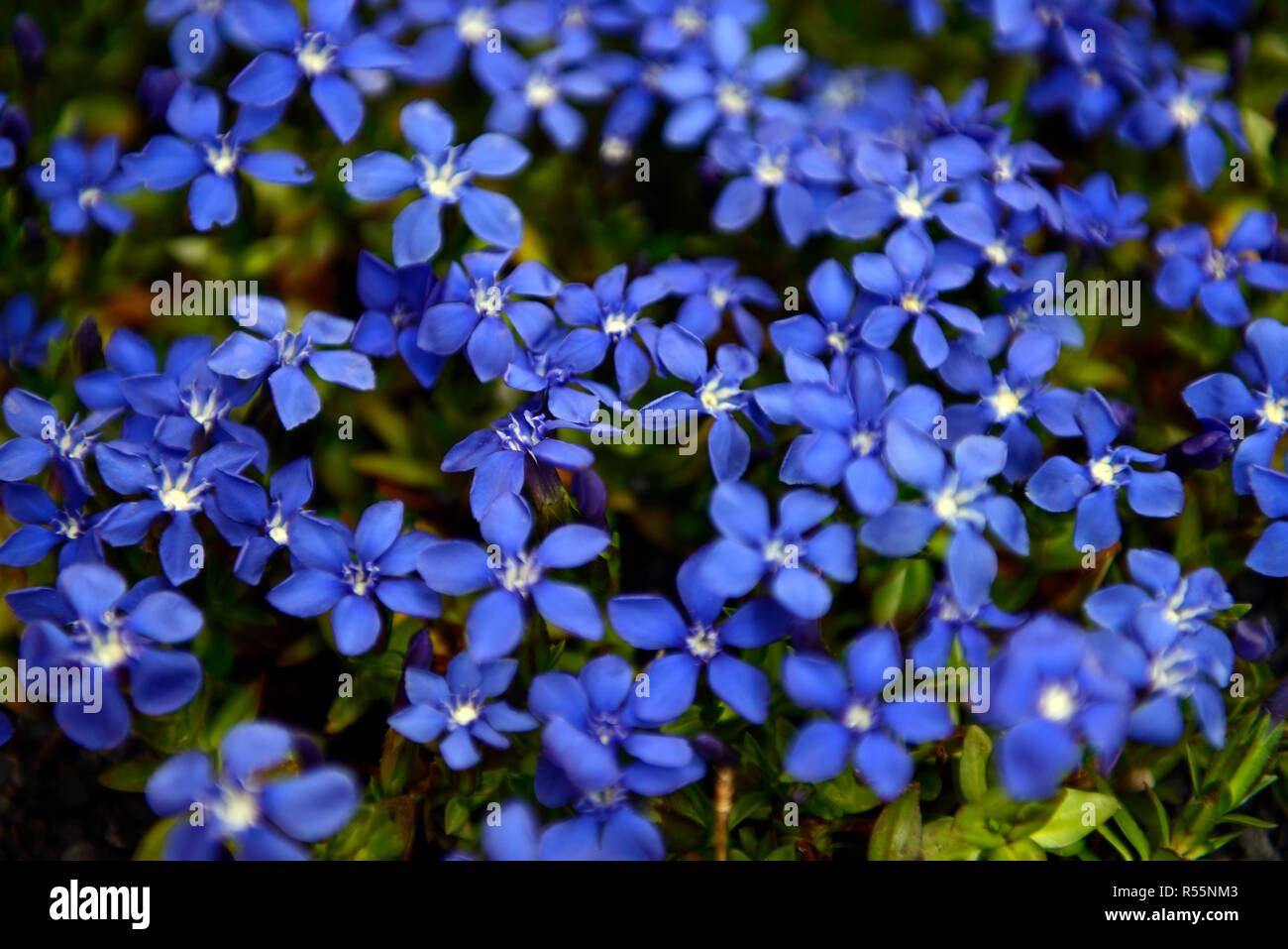 Feder Enzian, Gentiana verna, blau, Blume, Blumen, Blüten, Frühling, alpine, alpines, Pflanzen, RM Floral Stockfoto