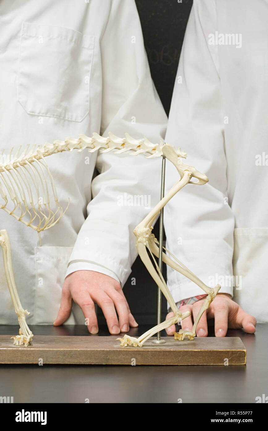 Zwei Geißeln Mit Einem Skelett Schlagen Anatomy lesson university -Fotos und -Bildmaterial in hoher Auflösung