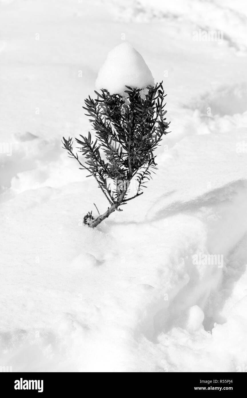 Idylle des Winters Tag Stockfoto