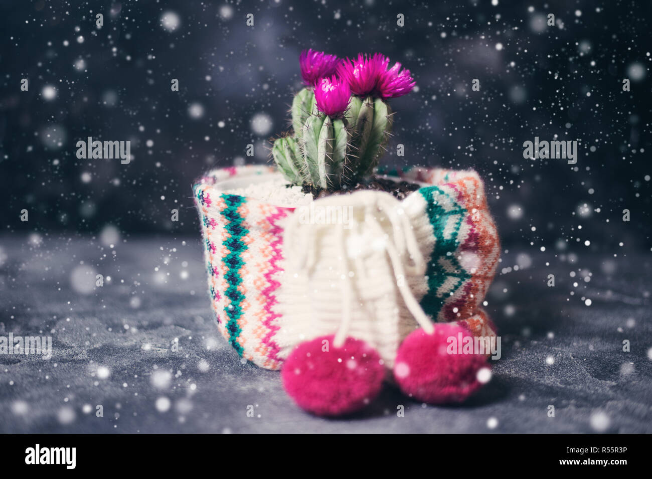 Weihnachtskaktus mit Wolle Schal Stockfoto