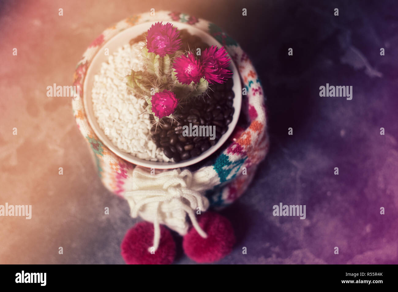 Weihnachtskaktus mit Wolle Schal Stockfoto