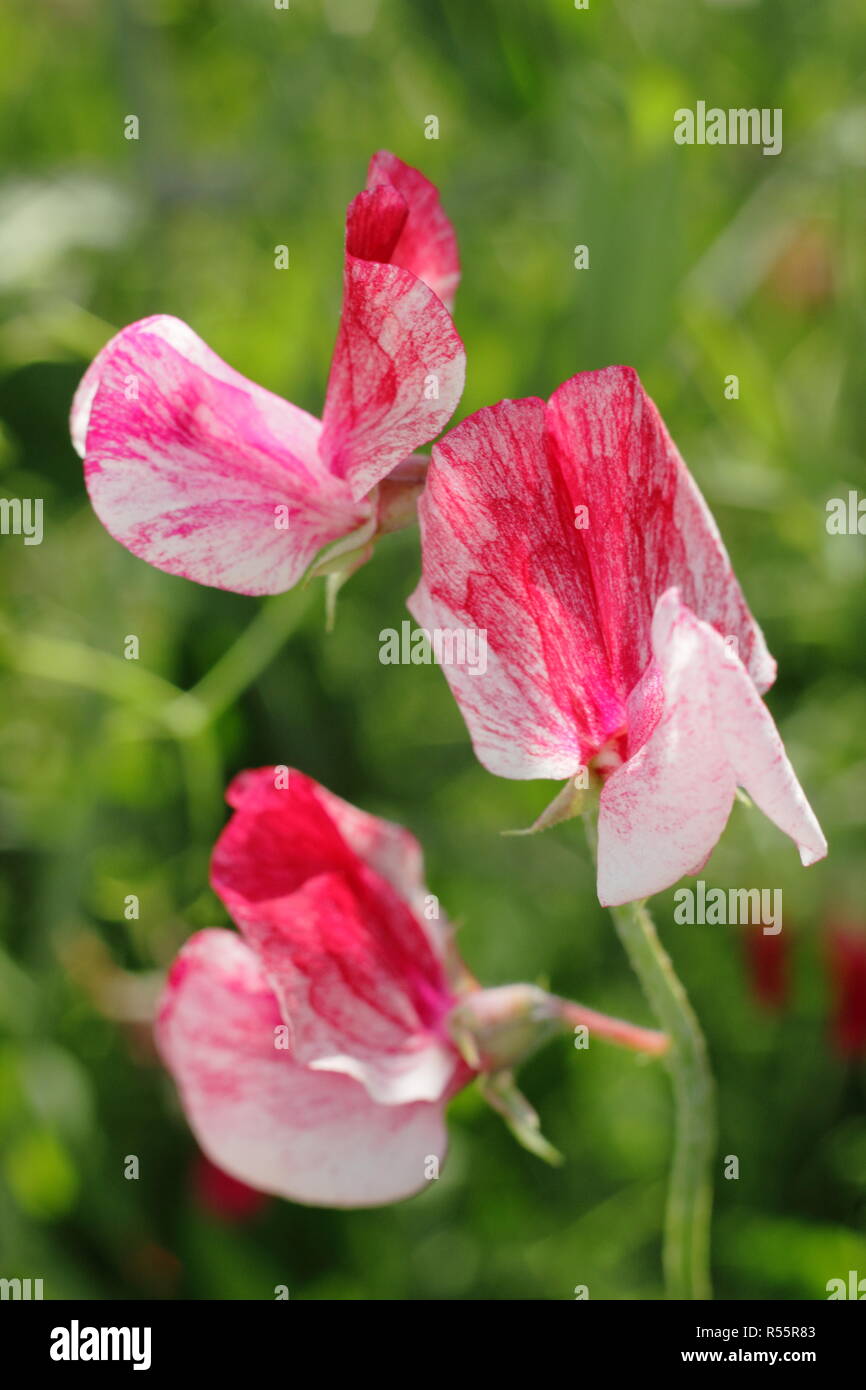 Lathyrus Odoratus 'America', ein altes Erbstück Sweet Pea mit gehobelten Blütenblätter und starken Duft, Sommer, Großbritannien Stockfoto