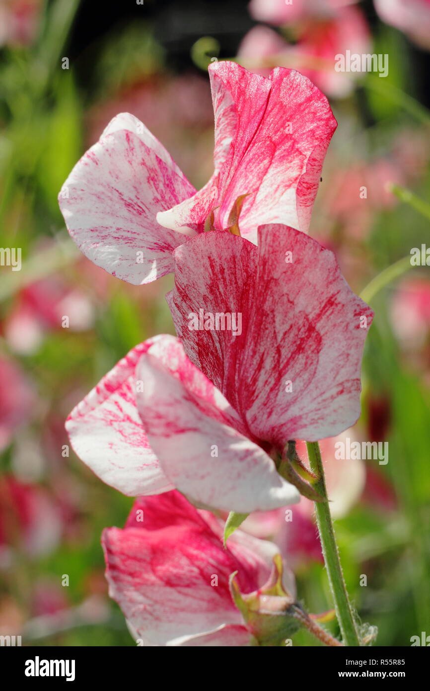 Lathyrus Odoratus 'America', ein altes Erbstück Sweet Pea mit gehobelten Blütenblätter und starken Duft, Sommer, Großbritannien Stockfoto